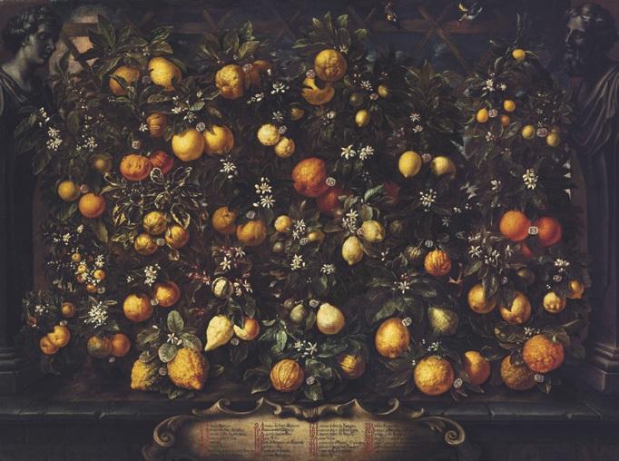 Bartolomeo Bimbi: Narancsok, lumia narancsok, citromok és zöldcitromok, olaj, vászon 174 × 233 cm Firenze, Villa Medicea di Poggio a Caiano e Museo della Natura Morta