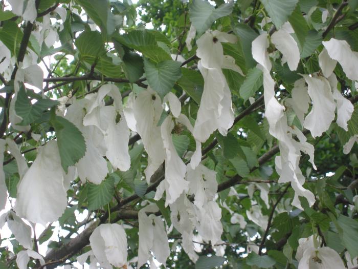 Davidia involucrata (galambfa vagy zsebkendőfa) Forrás: Wikimedia Commons © 2006 Rasbak