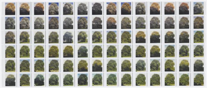 Nádas Péter: A fa, 2000–2001. Polaroid-sorozat, 504 kép 6 képtáblán, egyenként 84 kép. 6. tábla © Nádas Péter, © Kunsthaus Zug tulajdona a LANDIS & GyR STIFTUNG jóvoltából. Fotó: Florian Holzherr