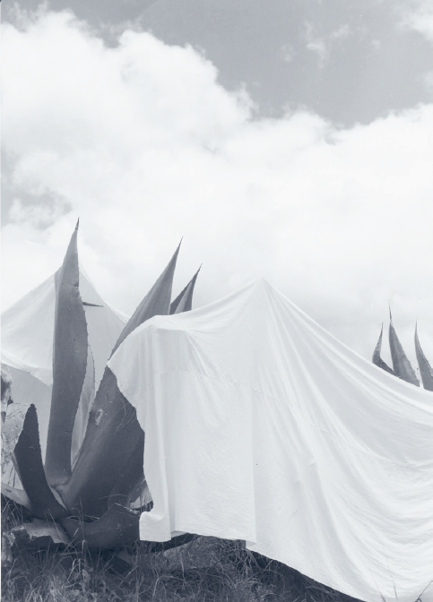 Manuel Álvarez Bravo: „Mosónők” (Las lavanderas sobreentendidas), 1932, ezüst zselatin, 24,1 x 17,5 cm, Museo de Arte Moderno, INBA, Mexico City © Courtesy of El Instituto Nacional de Bellas Artes Y Literatura, 2017