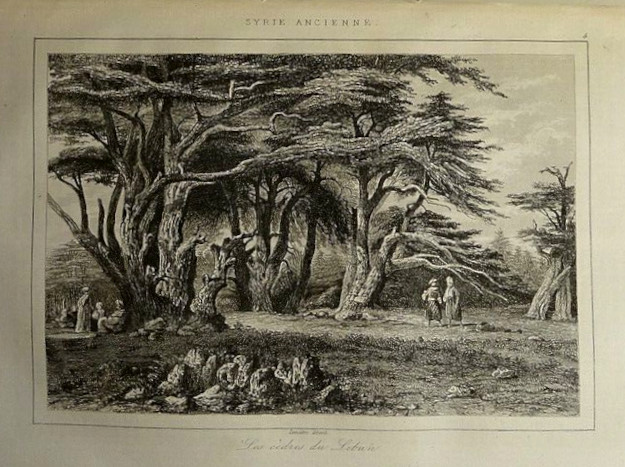 Augustin Lemaître: Libanoni cédrusok (megjelent a Syrie ancienne et moderne képtáblái között, 1848)