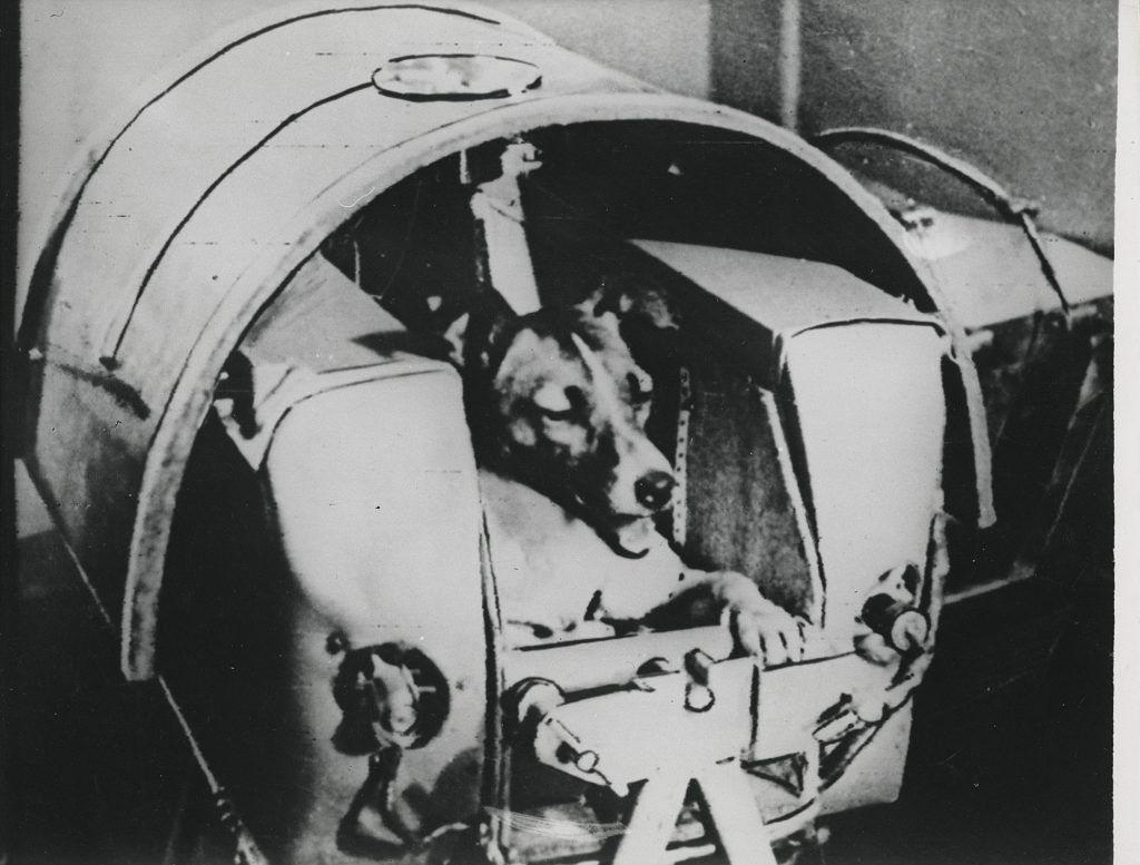 2020 cks 20142 0007 000the dog laika first animal to orbit the earth before launch november 3125805 1024x777